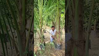 Crossing Coconut Trees  Coconut Plants In Telugu  Ashok Chakra Nursery  Kadiyam Abbai [upl. by Kaasi]