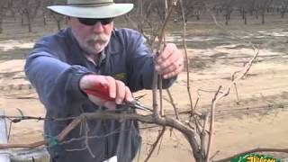 Pruning Grapes 2014 [upl. by Ecnerwaled]