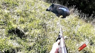 Battuta di caccia al cinghiale 🐗🐗🐗 [upl. by Lerim560]