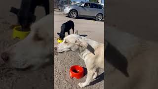 grateful street dog gives kisses straydogslife beautifuldog doglover [upl. by Thomsen]