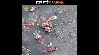 100 Millions Crabs Migration 🦀 facts youtubeshorts shortsvideo youtubeshorts trendingshorts [upl. by Karla]