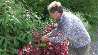 Are persicaria perfect plants for the modern garden [upl. by Acinor]