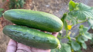 Muncher and Marketmore 76 Cucumbers Hand Pollination Pruning and Harvest [upl. by Emoraj830]