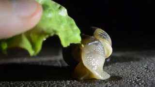 Ecco come mangiano le lumache How snails eat [upl. by Aratahc]