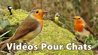 Vidéos pour chats pour observer les oiseaux ⭐ TV pour chats et Chatons ⭐ [upl. by Mairym611]