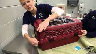 How to Put Your Cat in the Carrier [upl. by Gilbart]