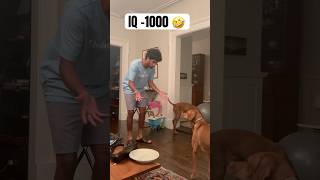 Making our vizsla’s question reality 🫢 magic vizsla dogs funny fetch comment for part 2 🤗 [upl. by Icken948]