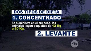 Harina de maíz y palmiste en la dieta de los cerdos  La Finca de Hoy [upl. by Teerprah]