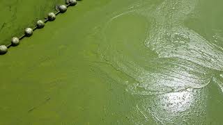 Algae Bloom Wrangling  algae bloom on Lake Tai [upl. by Darrej842]