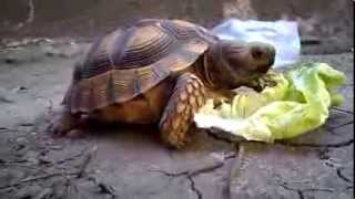 Tortuga comiendo lechuga [upl. by Yekcim]