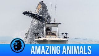 The Best Whale Breaches Caught On Camera  But Why Do They Breach [upl. by Stelle]