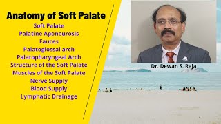 Anatomy of Soft Palate [upl. by Arhat]