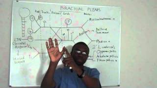 Brachial plexus made ridiculously simple PART 4 Lecture [upl. by Dona969]