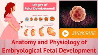 Anatomy and Physiology of Embryological Fetal Development [upl. by Jerrold]