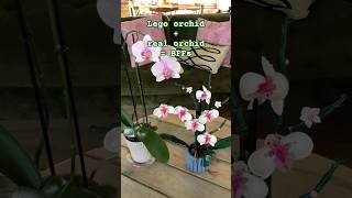 My Lego orchid and real orchid are living in harmony lego orchid shorts flowers decor [upl. by Jemy]