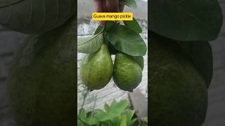 Guava mango pickle viralvideo trending godavari konaseema shortsfeed cooking ytshorts shorts [upl. by Ludlow500]