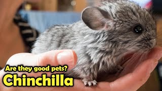 Chinchilla as Pet  Pros and Cons Chinchillas as Pet [upl. by Lyndsie88]