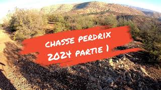 chasse perdrix 2024 partie 1 صيد الحجل [upl. by Courtnay]