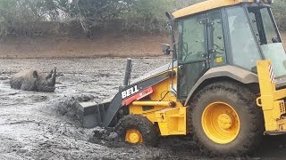 Rhino Stuck In Mud Rescued By Digger [upl. by Onez13]