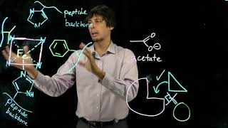 Topic 67  Myoglobin specificity for O2 [upl. by Cl]