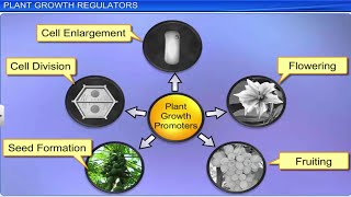 CBSE Class 11 Biology  Plants Growth and Development  Full Chapter  By Shiksha House [upl. by Queridas290]