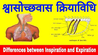 Inspiration and Expiration  mechanism of Breathing  Differences between Inspiration and Expiration [upl. by Chong]