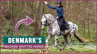 Equestrian Rides the Knabstrupper Horse in Denmark [upl. by Ghiselin]