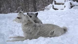 Magical Moment Three Wolves Howling in the Snow [upl. by Nwahsauq]