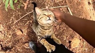 Happy cat he sure enjoys the pets😻 [upl. by Ahseyi391]