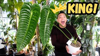 Anthurium Veitchii 🌱 How I grew my KING 💚 my experience care tips conditions  Houseplants I Love [upl. by Ludwigg]