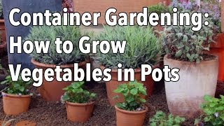 Container Gardening  Top Tips for Success [upl. by Hnahk]