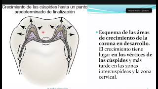 Esmalte dental y amelogenesis imprfecta [upl. by Jacobine]