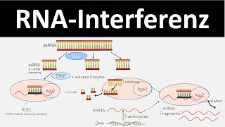 RNAInterferenz  Mechanismus zum Abschalten von Genen  Biologie Genregulation Oberstufe [upl. by Ayna]