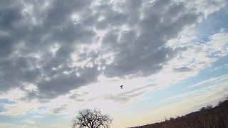 Iowa Pheasant Hunting November 2023  Small Munsterlander [upl. by Marie-Jeanne]