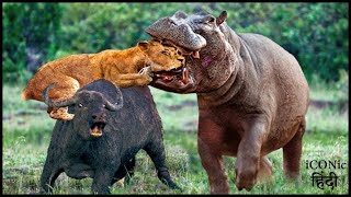 अचानक हिप्पो ने तोड़ दिया शेर का गला  Hippo Suddenly Appeared Bites Off Lions Head To Save Buffalo [upl. by Marilyn]