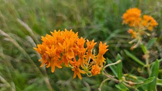 The Return of Butterflyweed [upl. by Aerdnaeel]