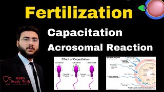 Fertilization Capacitation Acrosomal Reaction Definition Meaning amp Examples [upl. by Melony]