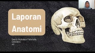 Anatomi Mandibula Regio Antebrachii Manus Articulatio Genu dan Os Femur [upl. by Bajaj]