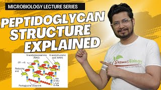 Peptidoglycan structure bacterial cell wall  peptidoglycan layer [upl. by Fotinas313]