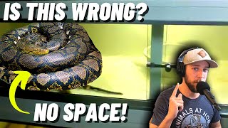 Why do Keepers Think Reticulated Pythons don’t need space [upl. by Neukam]