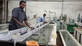 Aluminium ko Anodising Kaise Karte Hain  Aluminium Anodizing Anodizing Process [upl. by Meares325]