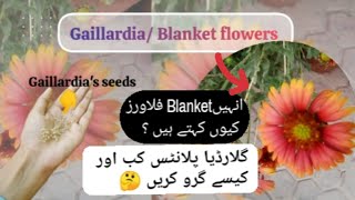 Gallardia Plant  Blanket flowers  Gallardia Seeds Collection  Care Tips  grow gallardia plants [upl. by Adniles]