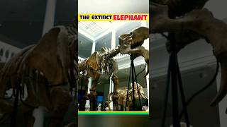 Deinotherium elephant 😱 ytshorts shortfeed trendingshorts elephant [upl. by Amlet]