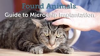 Guide to Microchip Implantation [upl. by Kalindi]