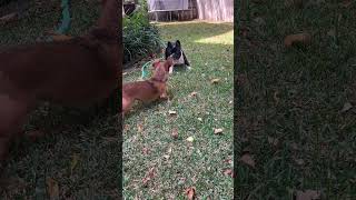 Rat terrier mix chasing a French bulldog [upl. by Luna]