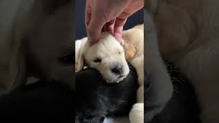 The Cutest Labrador Puppies Ever Pt 4 [upl. by Linskey421]