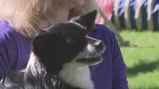 Ellicott City dog Nimble wins Westminster Dog Show agility contest [upl. by Drus]