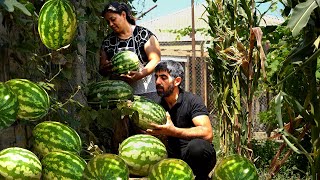 How to make Sugar from Watermelon How to Grow Watermelon Vertically [upl. by Eiknarf]