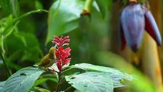 纹背捕蛛鸟 Streaked Spiderhunter Arachnothera magna [upl. by Eintirb]