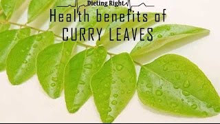 Amazing Health benefits of Curry leaves  Ventuno Dieting Right [upl. by Suirtemid360]